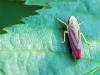leaf hopper