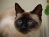 Pretty Kitty