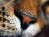 Nose