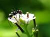ant