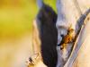skink
