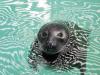 seal