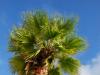 palm