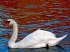 swan