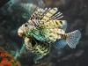 angel fish