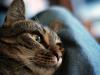 cat lap