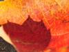 fall leaf